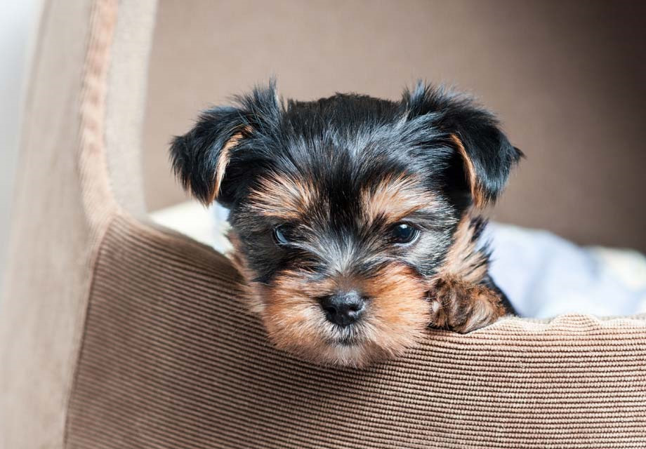 How Much Yorkshire Terrier Cost