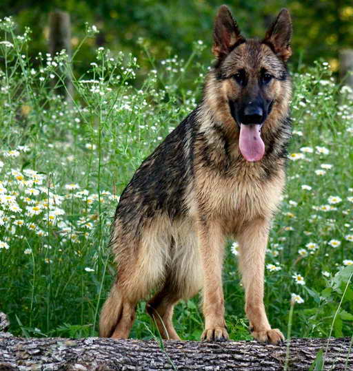 How Often Should You Bathe A German Shepherd