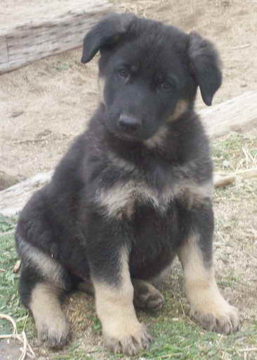 How To Care For A German Shepherd Puppy