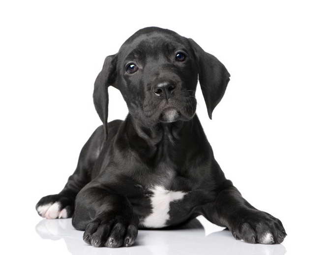 How To Care For A Great Dane Puppy