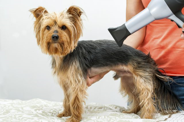 How To Care For A Yorkshire Terrier