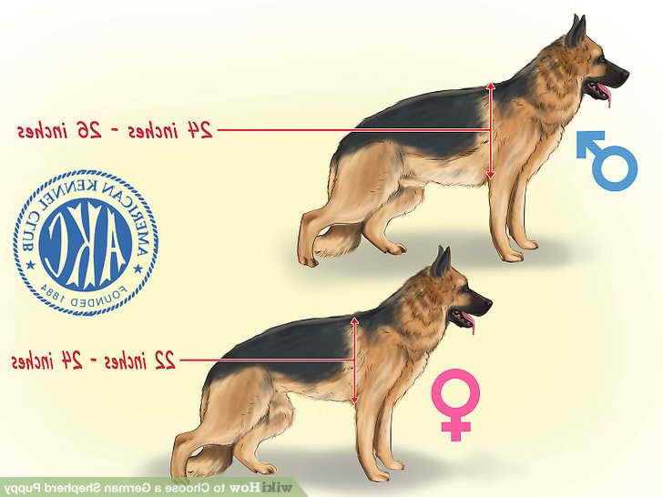 How To Choose A German Shepherd Puppy