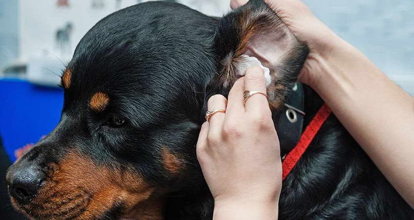 How To Clean Dachshund Ears PETSIDI