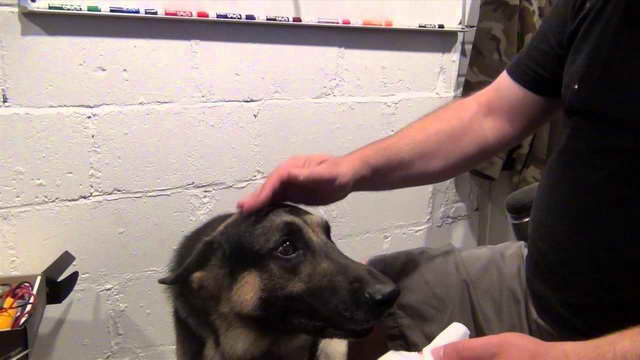 How To Clean German Shepherd Ears