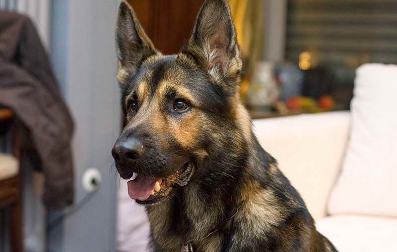 How To Control German Shepherd Shedding