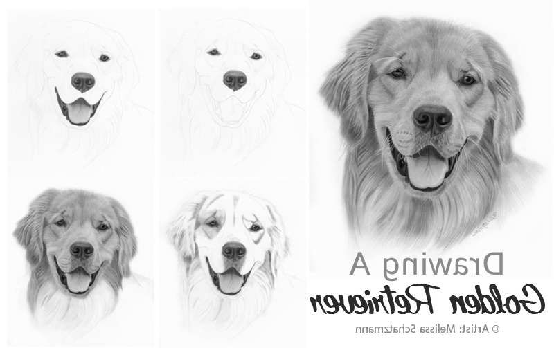 How To Draw A Golden Retriever