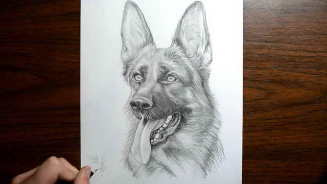 How To Draw A Realistic German Shepherd Step By Step