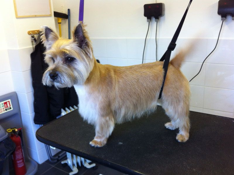 How To Groom A Cairn Terrier At Home