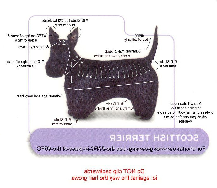 How To Groom A Scottish Terrier
