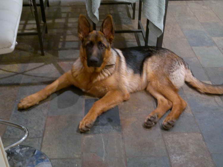 How To Make My German Shepherd Bigger