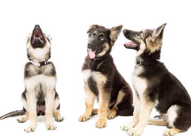 How To Pick A German Shepherd Puppy From A Litter