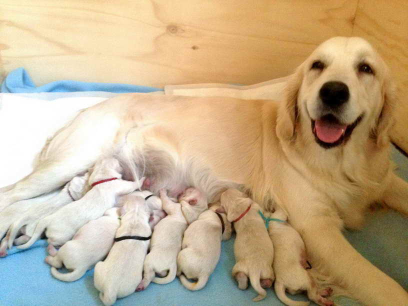 How To Pick A Golden Retriever Puppy From A Litter