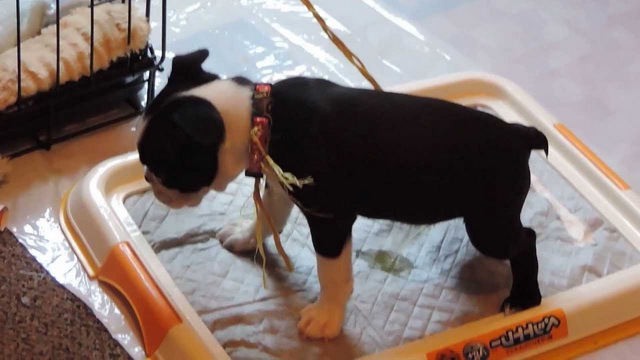 How To Potty Train A Boston Terrier Puppy PETSIDI