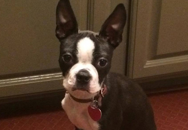 How To Potty Train A Boston Terrier