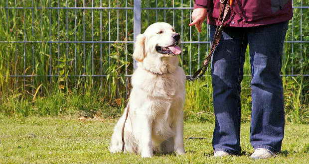 How To Raise A Golden Retriever