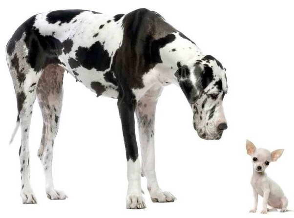 How To Raise A Great Dane