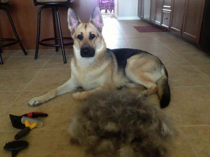 How To Stop A German Shepherd From Shedding