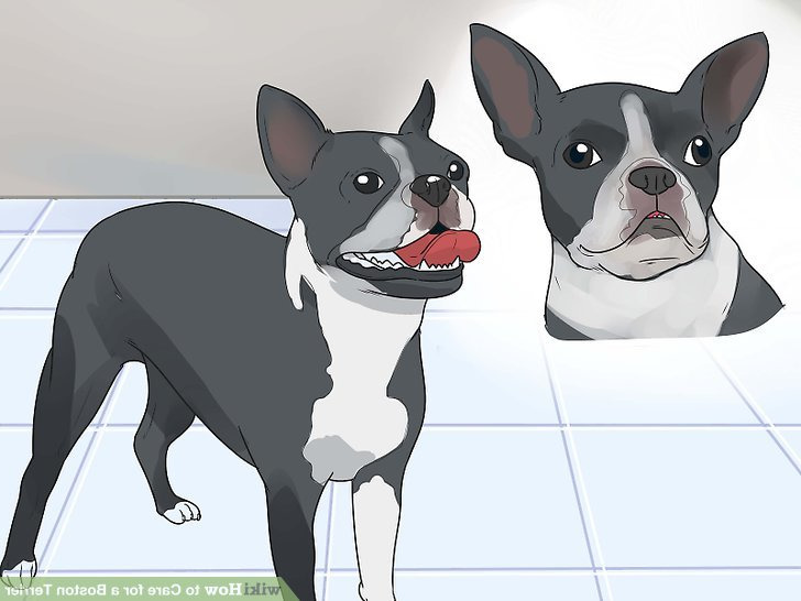 How To Take Care Of A Boston Terrier