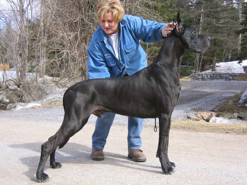 How To Take Care Of A Great Dane