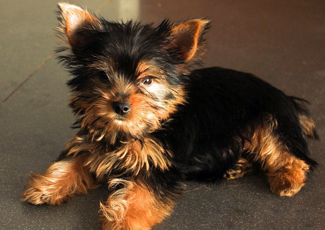 How To Take Care Of A Yorkshire Terrier