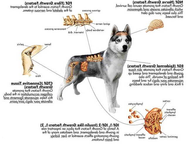 How To Take Care Of German Shepherd