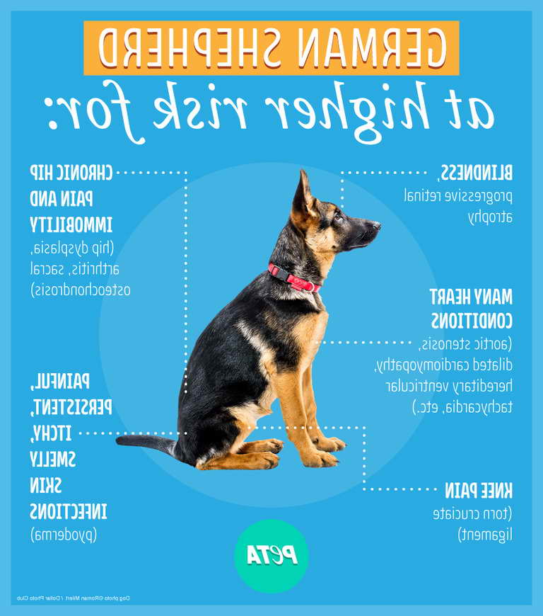 How To Tell If Your German Shepherd Is Purebred