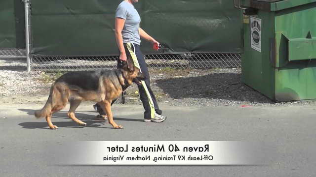 How To Train A 1 Year Old German Shepherd