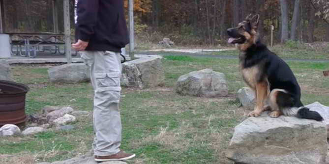 how-to-train-a-2-year-old-german-shepherd-petsidi