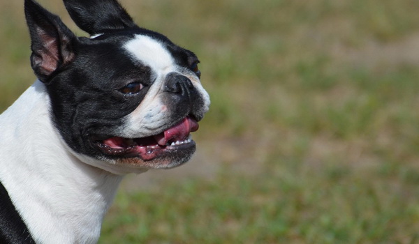 How To Train A Boston Terrier Puppy