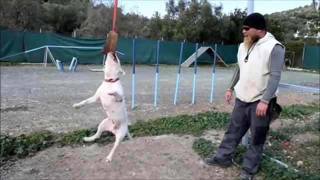 How To Train A Bull Terrier