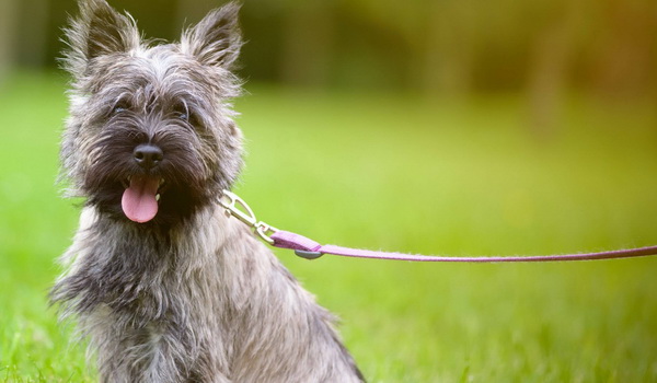 How To Train A Cairn Terrier