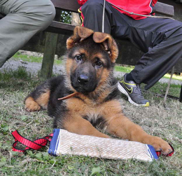 How To Train A German Shepherd Puppy To Stop Biting