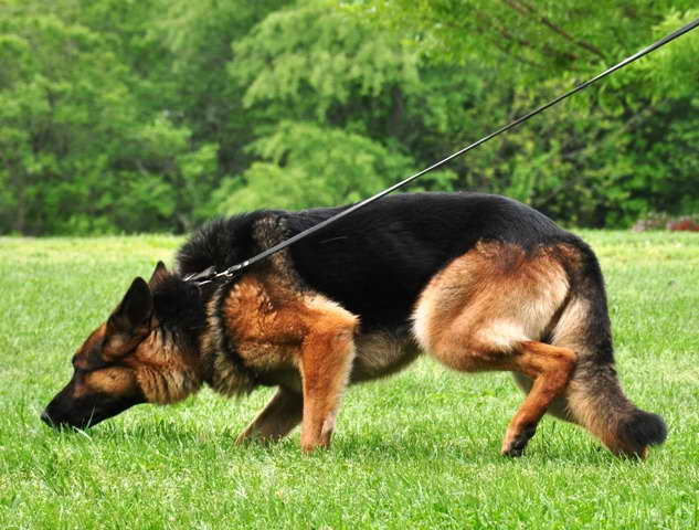 How To Train A German Shepherd To Track
