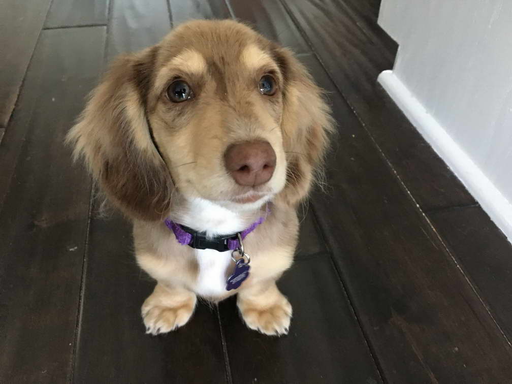 How To Train A Miniature Dachshund Puppy PETSIDI