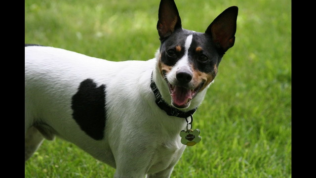 How To Train A Rat Terrier Puppy
