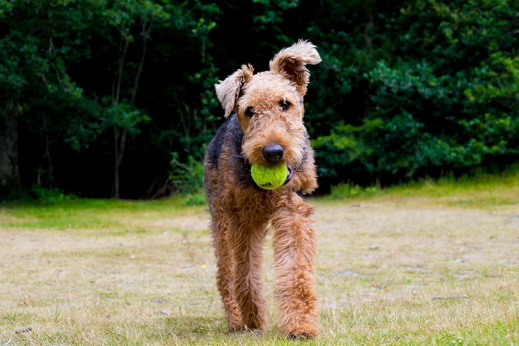 How To Train An Airedale Terrier