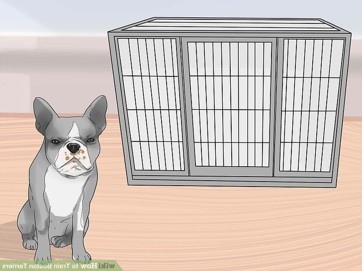 How To Train Boston Terrier