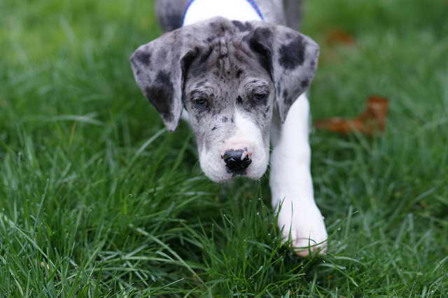 How To Train Your Great Dane