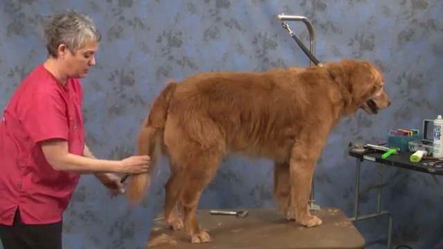 How To Trim A Golden Retriever