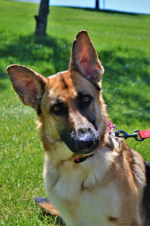 Hugs German Shepherd Rescue