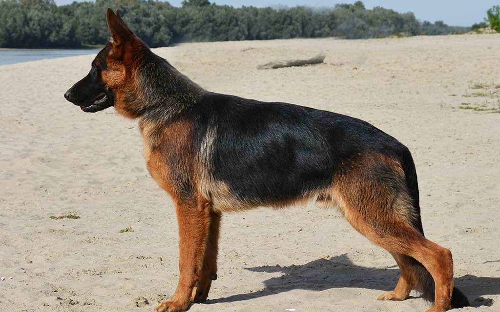 Hungarian German Shepherd