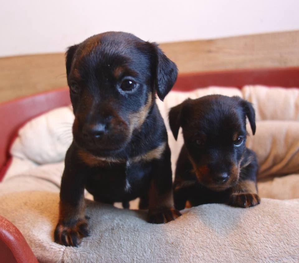 Hunt Terrier Puppy