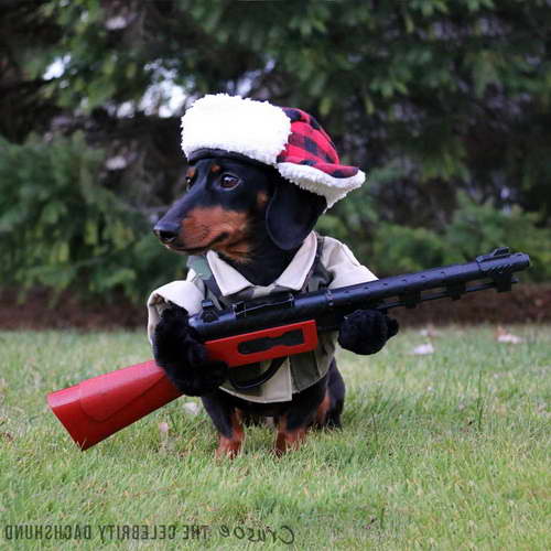 Hunting Dachshund