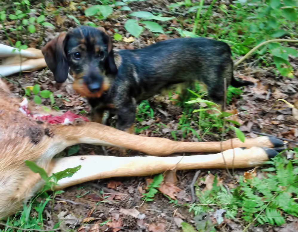 Hunting Wirehaired Dachshund For Sale