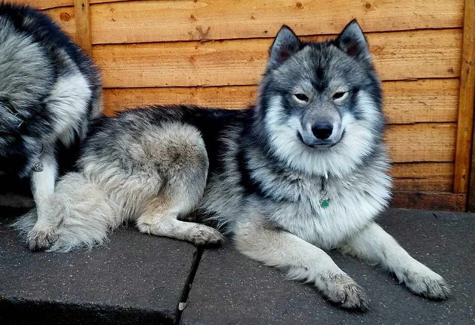 Husky Studs