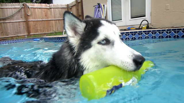 Husky Swim