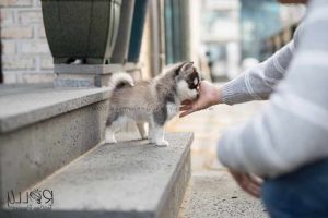 Husky Teacup
