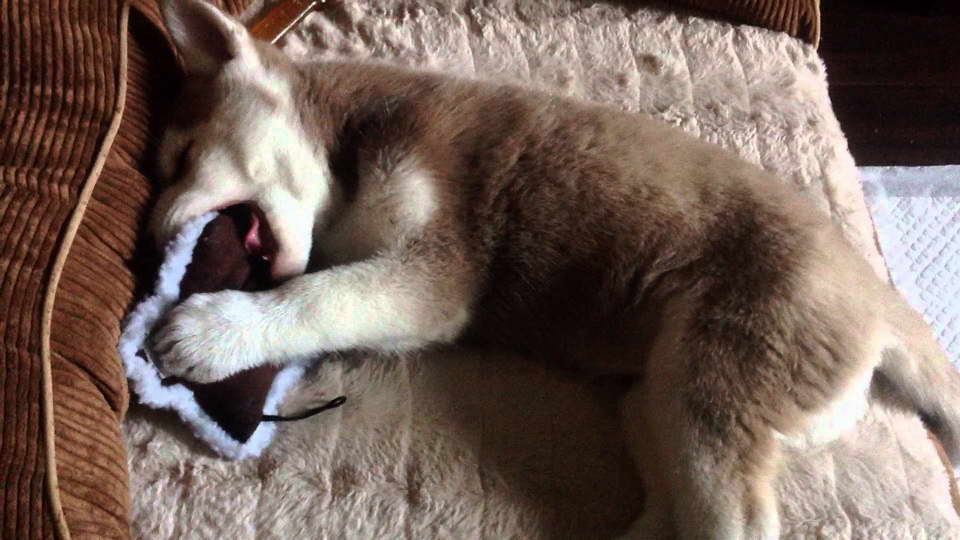 Husky Teething