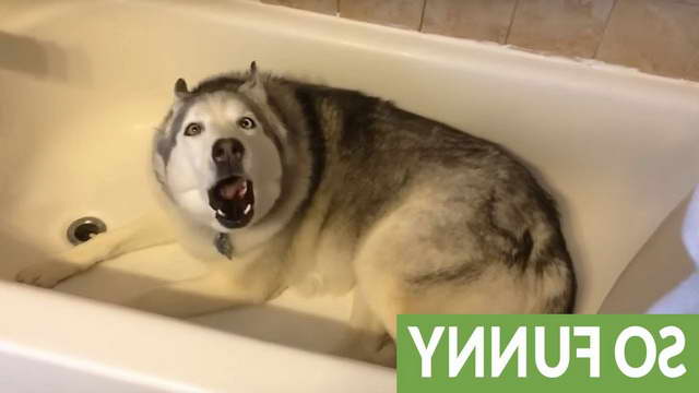 Husky Temper Tantrum