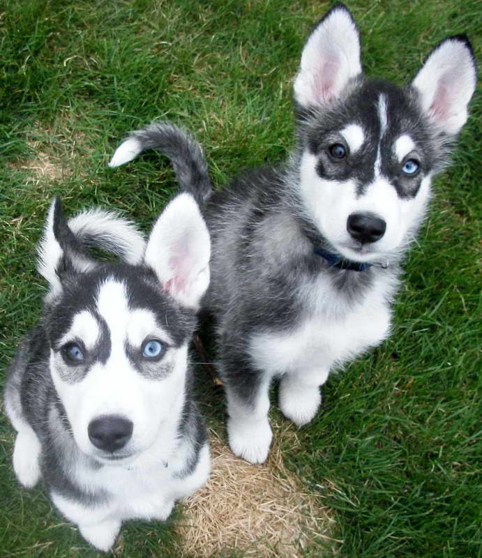 Husky Terrier Mix Puppies For Sale